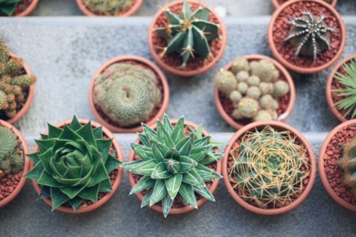 7 HOUSEPLANTS TO CLEAN YOUR AIR